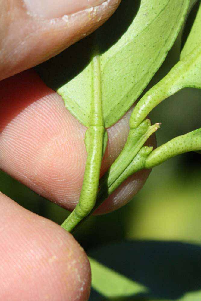              Petiole (Riverside, CA)       